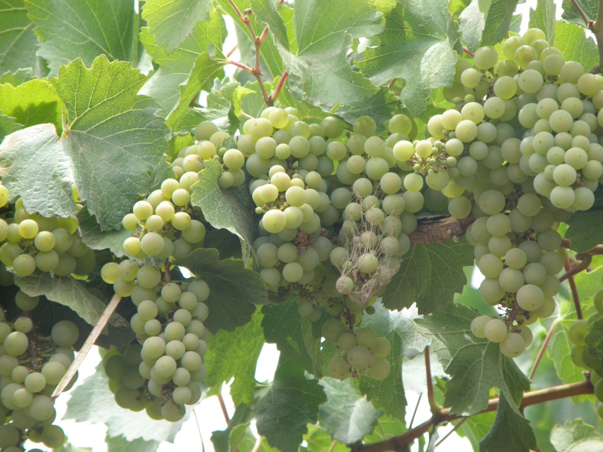 Día 4: Mendoza – Tierra del&nbsp;vino